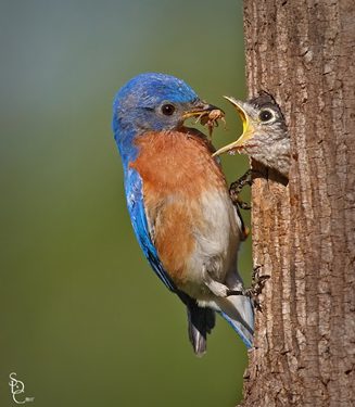 Male Eastern Bluebird Eastern Bluebird Feeding Chick