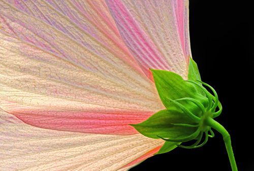 sdccarhdr Mallow