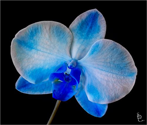 Blue Orchid Blue Mystique Orchid