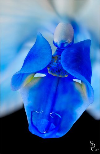 Blue Mystique Orchid Blue Mystique Orchid