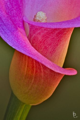 Calla Lily Close Up Calla Lily Close Up
