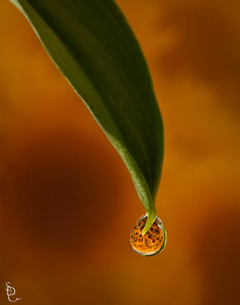 Sunflower Dew Sunflower Dew