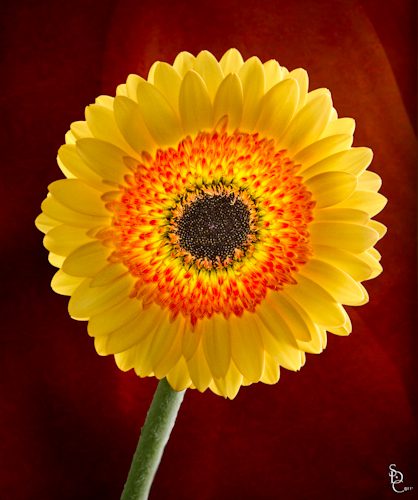 Backlit Gerber Daisy Backlit Gerber Daisy