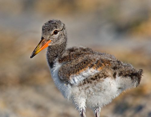 sdcnickerson-119 Oystercatcher Chick ~ Nickerson Beach Long Island, New York