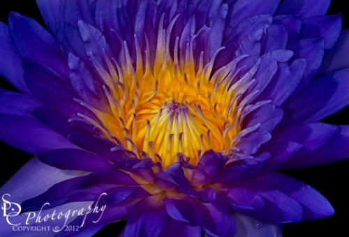 Glowing Waterlily SDC wpid-III3743-Edit.jpg Glowing Waterlily