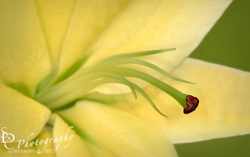 Day Lily SDCwpid-III3777-Edit.jpg Day Lily