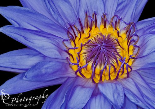 Tropical Day Flowering Waterlily SDCwpid-III3855-Edit.jpg Tropical Day Flowering Waterlily