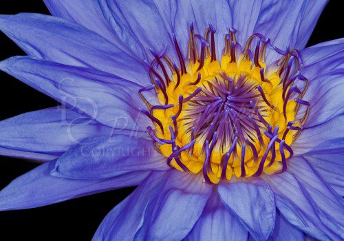 sdccarhdr Tropical Day Flowering Waterlily
