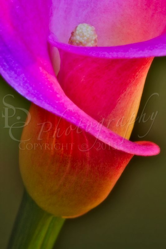 Cala Lily Closeup Cala Lily Closeup