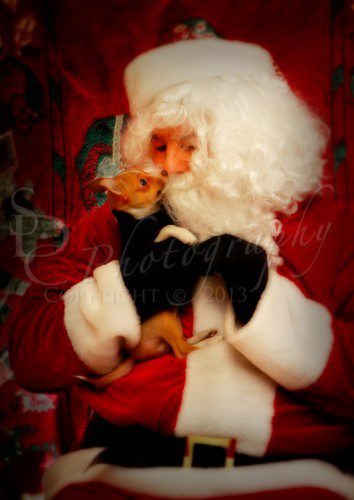 Christmas pet photography Christmas pet photography