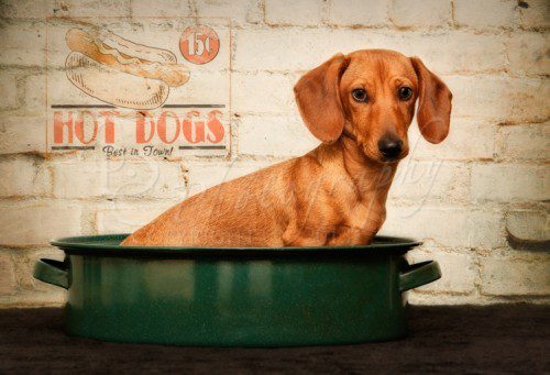 mini dachshund pet photography