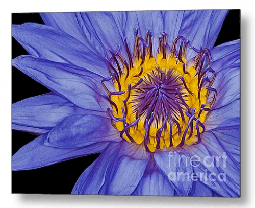 water lily fine art metal print