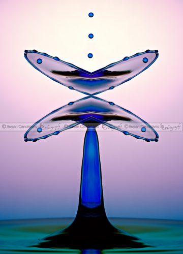 Liquid-Butterfly-Wings.jpg Water Drops Butterfly Wings