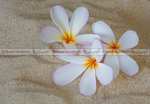 Hawaiian Tropical Plumeria Hawaiian Tropical Plumeria