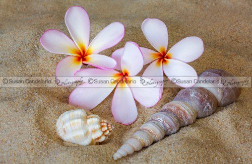 Maui Beach Treasures Maui Beach Treasures