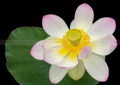 Pink Sacred Lotus Flower