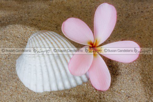 Plumeria Flower And Sea Shell Plumeria Flower And Sea Shell