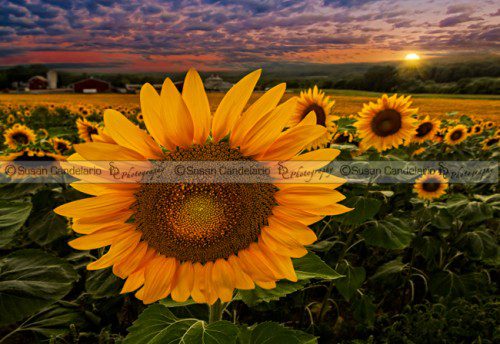 Sunflower Fields Forever