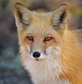 american red fox american red fox